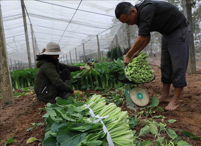 Nông dân thu hoạch rau xanh tại vùng chuyên canh xã Tiền Yên, huyện Hoài Đức. Ảnh: Vũ Sinh - TTXVN