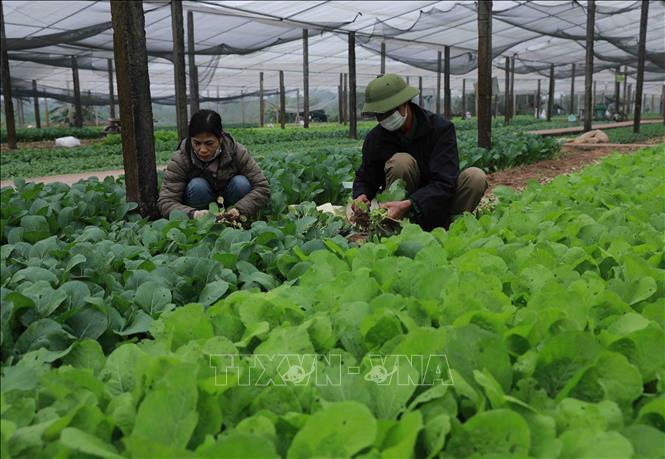 Nông dân thu hoạch rau xanh tại vùng chuyên canh xã Tiền Yên, huyện Hoài Đức. Ảnh: Vũ Sinh - TTXVN