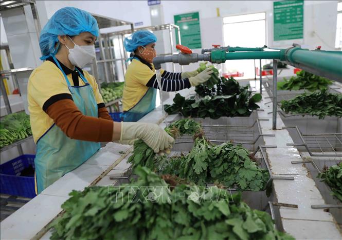 Sơ chế, đóng gói rau xanh phục vụ thị trường tại Công ty TNHH sản xuất và Thương mại Liên Anh ở thôn Tiền Lệ, xã Tiền Yên, huyện Hoài Đức. Ảnh: Vũ Sinh - TTXVN