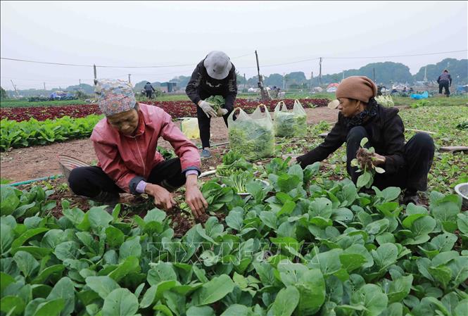 Nông dân thu hoạch rau xanh tại vùng chuyên canh xã Tiền Yên, huyện Hoài Đức. Ảnh: Vũ Sinh - TTXVN