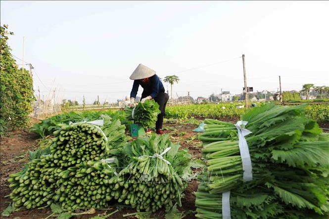 Nông dân thu hoạch rau xanh tại vùng chuyên canh xã Tiền Yên, huyện Hoài Đức. Ảnh: Vũ Sinh - TTXVN