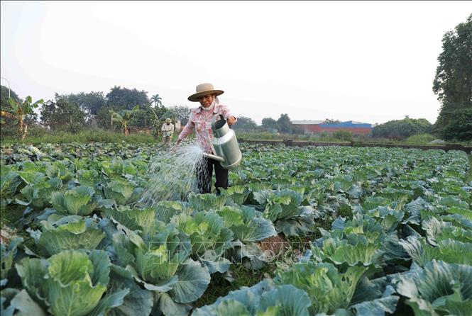 Nông dân chăm sóc rau xanh tại vùng chuyên canh xã Tiền Yên, huyện Hoài Đức. Ảnh: Vũ Sinh - TTXVN