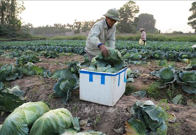 Nông dân thu hoạch rau bắp cải tại vùng chuyên canh xã Tiền Yên, huyện Hoài Đức. Ảnh: Vũ Sinh - TTXVN