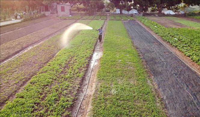 Nông dân chăm sóc rau xanh tại vùng chuyên canh xã Tiền Yên, huyện Hoài Đức. Ảnh: Vũ Sinh - TTXVN