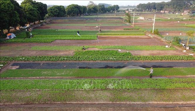 Vùng chuyên canh rau xã Tiền Yên có khoảng 76 ha trồng các loại rau ăn lá phục vụ thị trường Thủ đô. Ảnh: Vũ Sinh - TTXVN