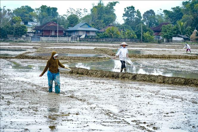 Trong ảnh: Người dân xã Thanh Hưng (huyện Điện Biên) tiến hành gieo cấy lúa. Ảnh: Xuân Tư – TTXVN