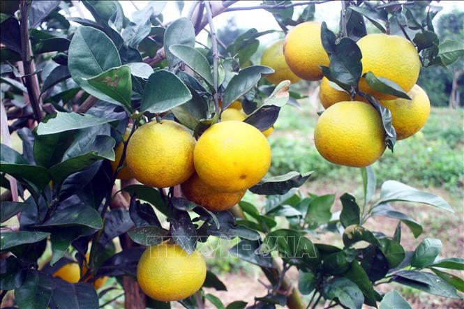 Xa Doai oranges have been cultivated in the central province of Nghe An for nearly 150 years. VNA Photo: Tá Chuyên 