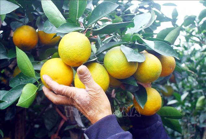 Xa Doai oranges have thin skin with bright yellow appearance, pack with fragrant citrus oil. VNA Photo: Tá Chuyên  