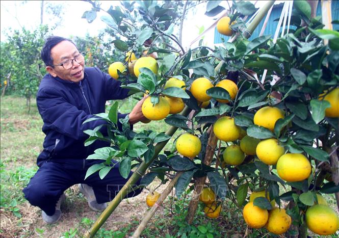 Grower Phan Cong Huong has the largest orange growing area in Xa Doai, with 6,000 fruits for harvest for Tet holiday. VNA Photo: Tá Chuyên 