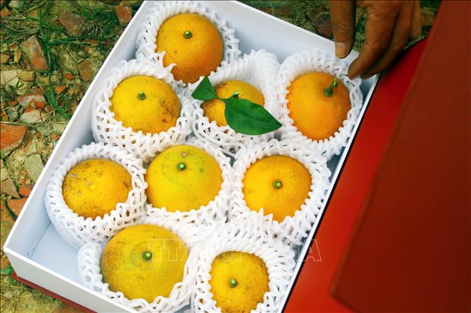 Xa Doai oranges packaged for Tet holiday. VNA Photo: Tá Chuyên 