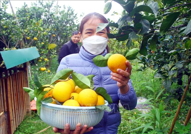 Xa Doai orange is popular as one of ancestral offerings during Tet holiday. VNA Photo: Tá Chuyên 