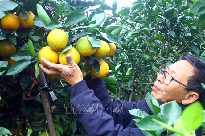 Xa Doai oranges usually ripe in the 11th and 12th lunar month each year. VNA Photo: Tá Chuyên 