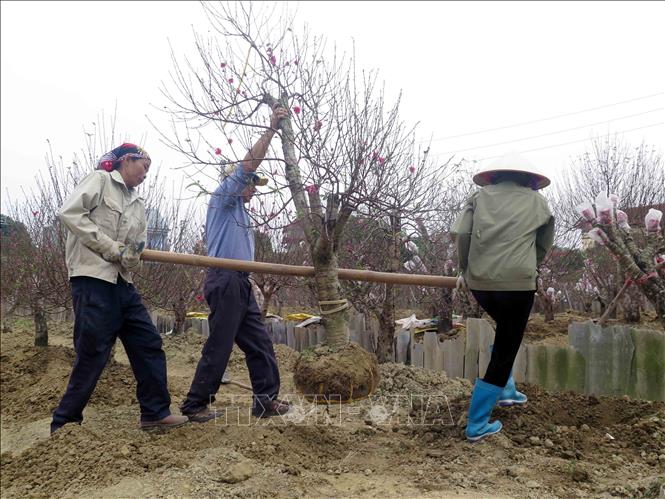 Trong ảnh: Dịp cận Tết Nguyên đán, làng trồng đào Cam Giá lại nhộn nhịp với vụ thu hoạch duy nhất của năm. Ảnh: Quân Trang-TTXVN