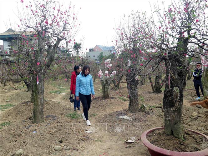 Trong ảnh: Khách hàng đến tận vườn chọn hoa đào. Ảnh: Quân Trang-TTXVN

