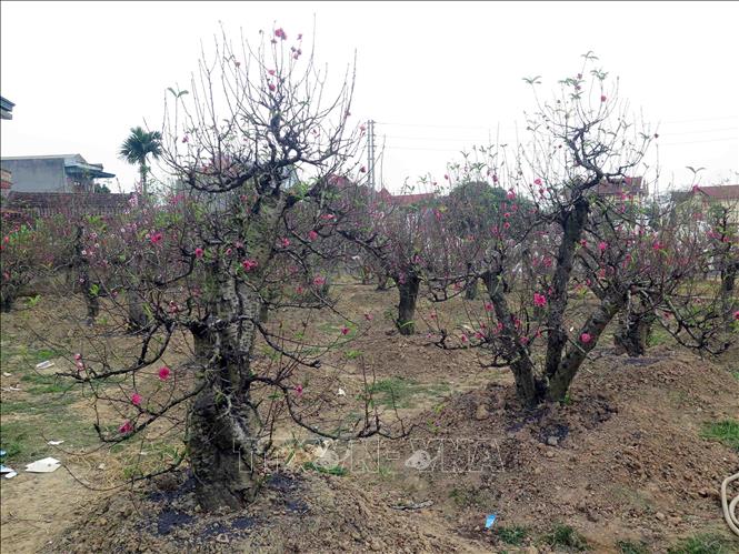 Trong ảnh: Các gốc đào cổ thụ được cho thuê với giá dao động từ 25- 50 triệu đồng/ gốc. Ảnh: Quân Trang-TTXVN
