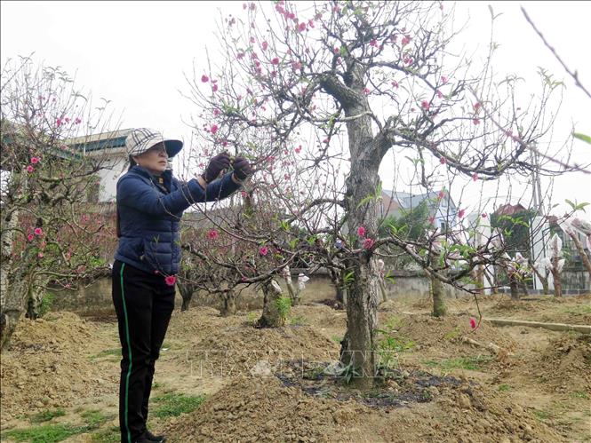 Trong ảnh: Nghề trồng đào đem lại thu nhập cao và ổn định cho người dân địa phương với doanh thu từ 300 triệu- 700 triệu đồng/hộ mỗi dịp Tết. Ảnh: Quân Trang-TTXVN
