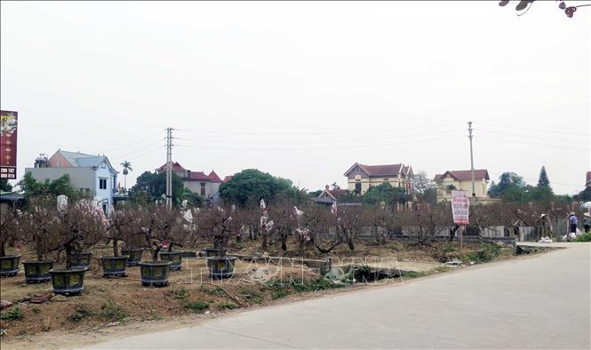 Trong ảnh: Làng nghề hoa đào Cam Giá. Ảnh: Quân Trang-TTXVN
