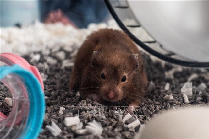 Trong ảnh (tư liệu): Chuột hamster được nuôi tại Hong Kong, Trung Quốc, ngày 19/1/2022. Ảnh: AFP/ TTXVN