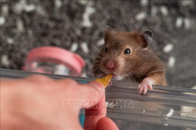 Trong ảnh (tư liệu): Chuột hamster được nuôi tại Hong Kong, Trung Quốc, ngày 19/1/2022. Ảnh: AFP/ TTXVN