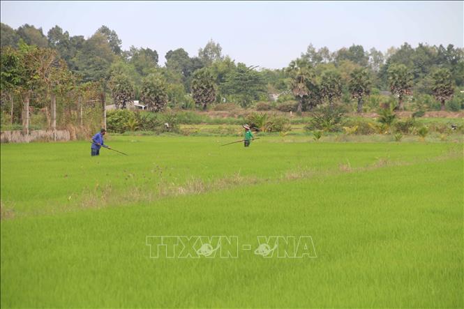 Trong ảnh: Nông dân huyện Châu Thành chăm sóc diện tích lúa Đông Xuân 2022-2023. Ảnh: Thanh Hòa- TTXVN