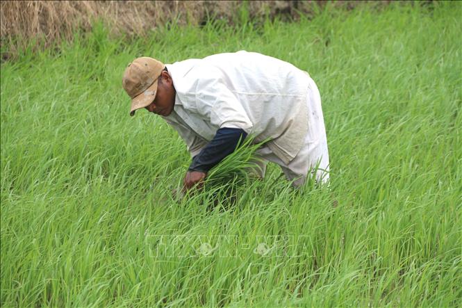 Trong ảnh: Nông dân huyện Châu Thành chăm sóc diện tích lúa Đông Xuân 2022-2023. Ảnh: Thanh Hòa- TTXVN