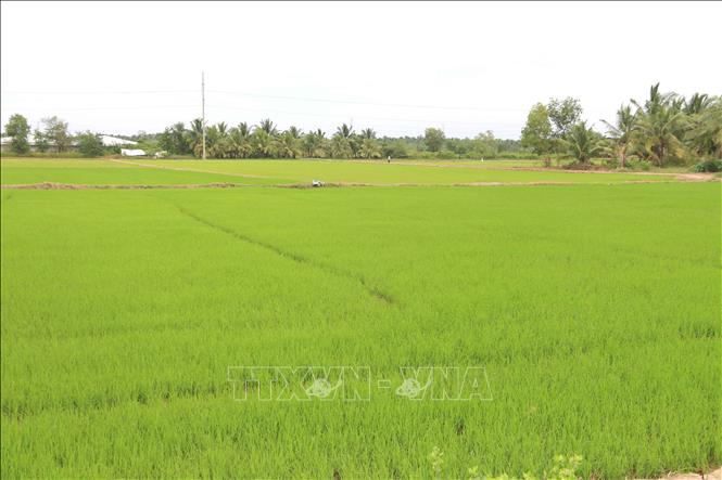 Trong ảnh: Cánh đồng lúa vụ Đông Xuân 2022-2023 ở huyện Châu Thành. Ảnh: Thanh Hòa- TTXVN
