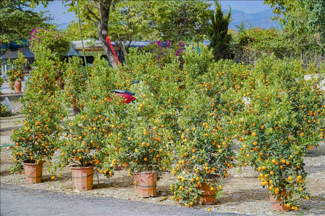 Trong ảnh: Một khu vực bán quất cảnh bên đường Nguyễn Hữu Thọ, TP Điện Biên Phủ. Ảnh: Xuân Tư – TTXVN