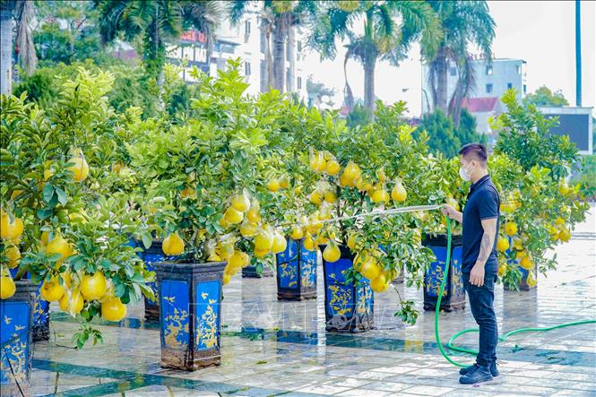 Trong ảnh: Thay vì đào, quất thì những cây bưởi cảnh cũng được bày bán nhiều ở chợ Xuân. Ảnh: Xuân Tư – TTXVN