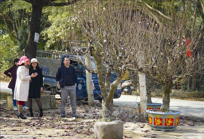 Trong ảnh: Đào cổ thụ chủ yếu được các cơ quan, đơn vị thuê về chơi Tết từ sớm. Ảnh: Xuân Tư – TTXVN