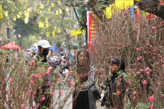 Hoa đào được bày bán trên phố Hàng Lược. Ảnh: Minh Quyết - TTXVN