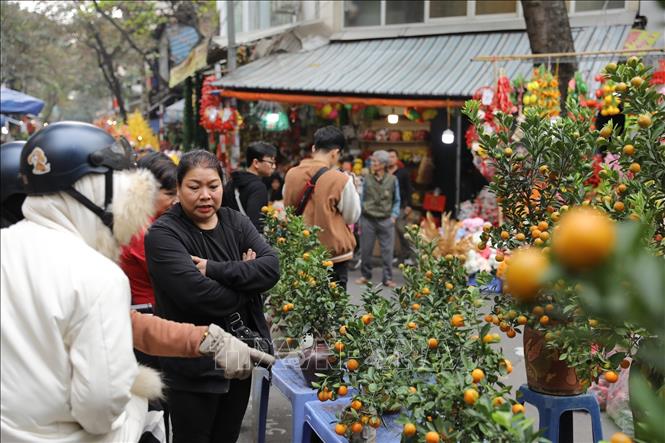 Tại các tuyến phố Hàng Lược, Hàng Khoai, Hàng Rươi, Hàng Mã: Bố trí, sắp xếp các ngành hàng quất, hoa tươi, hoa đào; ngành hàng trang trí, đồ giả cổ, hoa lụa... Ảnh: Minh Quyết - TTXVN