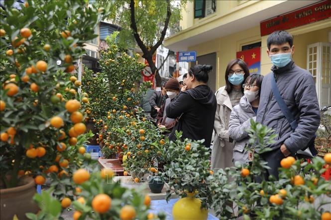 Bonsai kumquat trees on Hang Luoc street. VNA Photo: Minh Quyết