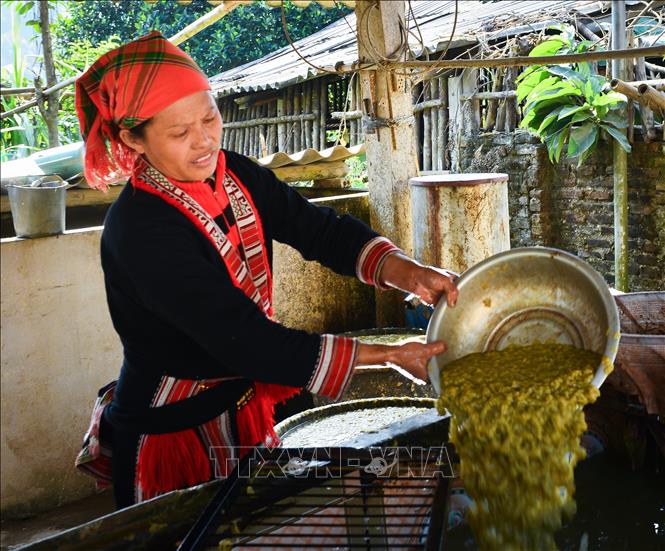 Trong ảnh: Cây vầu non sau quá trình xử lí nhiều công đoạn, sẽ được nghiền nhỏ, hòa chung với nước. Ảnh: Nam Thái - TTXVN