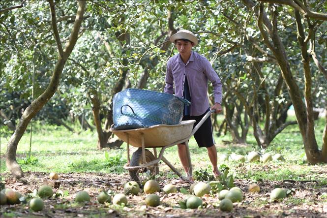 Nông dân trồng bưởi ở làng bưởi Tân Triều (huyện Vĩnh Cửu, Đồng Nai) thu hoạch những trái bưởi cuối cùng do trước đó đã bán tháo không chờ Tết. Ảnh: Lê Xuân-TTXVN