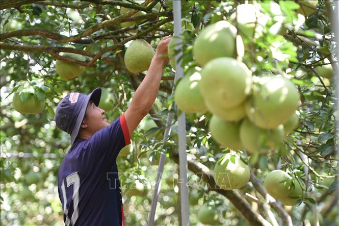 Do sức mua kém, chỉ một ít vườn bưởi ở làng bưởi Tân Triều (huyện Vĩnh Cửu, Đồng Nai) quy mô nhỏ giữ trái chờ Tết bán. Ảnh: Lê Xuân-TTXVN