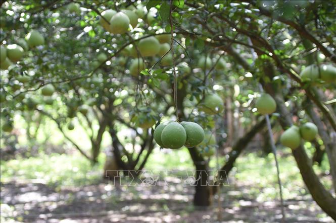 Do sức mua kém, chỉ một ít vườn bưởi ở làng bưởi Tân Triều (huyện Vĩnh Cửu, Đồng Nai) quy mô nhỏ giữ trái chờ Tết bán. Ảnh: Lê Xuân-TTXVN
