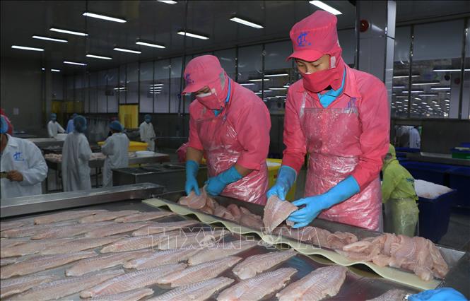 Trong ảnh: Chế biến cá tra fillet đông lạnh xuất khẩu tại Công ty TNHH Hùng Cá (Thanh Bình, Đồng Tháp). Ảnh: Nhựt An - TTXVN