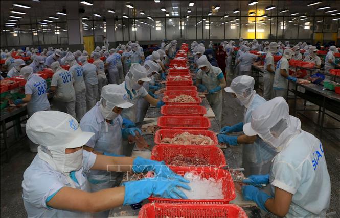 Trong ảnh: Chế biến cá tra fillet đông lạnh xuất khẩu tại Công ty TNHH Hùng Cá (Thanh Bình, Đồng Tháp). Ảnh: Nhựt An - TTXVN
