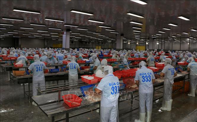 Trong ảnh: Xưởng chế biến cá tra fillet đông lạnh xuất khẩu của Công ty TNHH Hùng Cá  tại xã Bình Thành (Thanh Bình, Đồng Tháp). Ảnh: Nhựt An - TTXVN