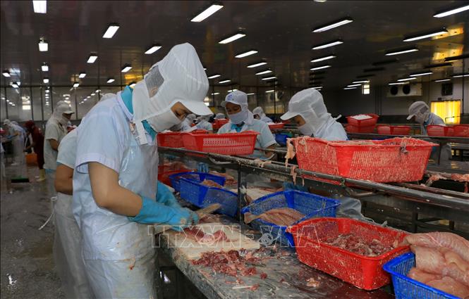 Trong ảnh: Chế biến cá tra fillet đông lạnh xuất khẩu tại Công ty TNHH Hùng Cá (Thanh Bình, Đồng Tháp). Ảnh: Nhựt An - TTXVN