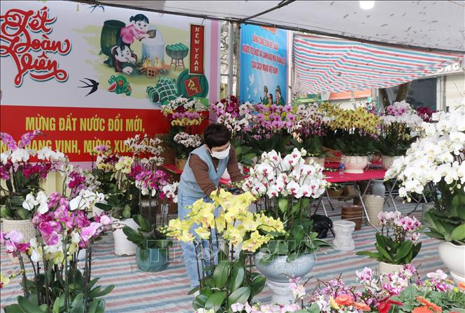Một quầy bán hoa lan trên đường Hùng Vương, thành phố phố Thái Nguyên. Ảnh: Hoàng Nguyên - TTXVN