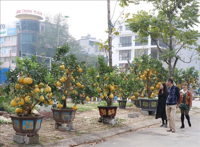 Khách tham quan quầy hàng trưng bày, bán hoa, cây cảnh tại chợ hoa phường Đồng Bẩm, thành phố Thái Nguyên. Ảnh: Hoàng Nguyên - TTXVN