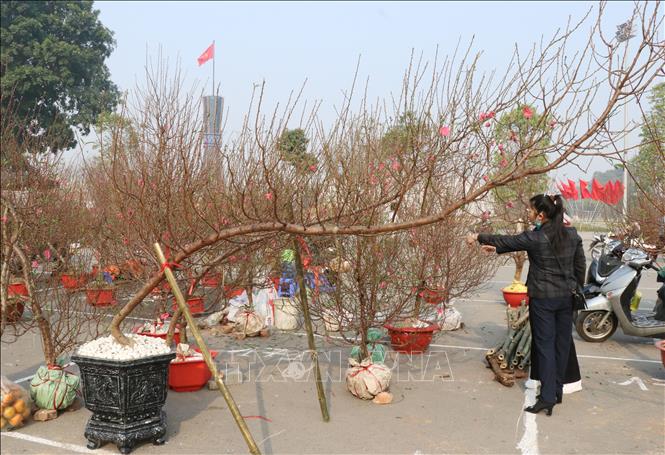 Khu vực bán hoa đào tại Quảng trường Võ Nguyên Giáp, thành phố Thái Nguyên. Ảnh: Hoàng Nguyên - TTXVN