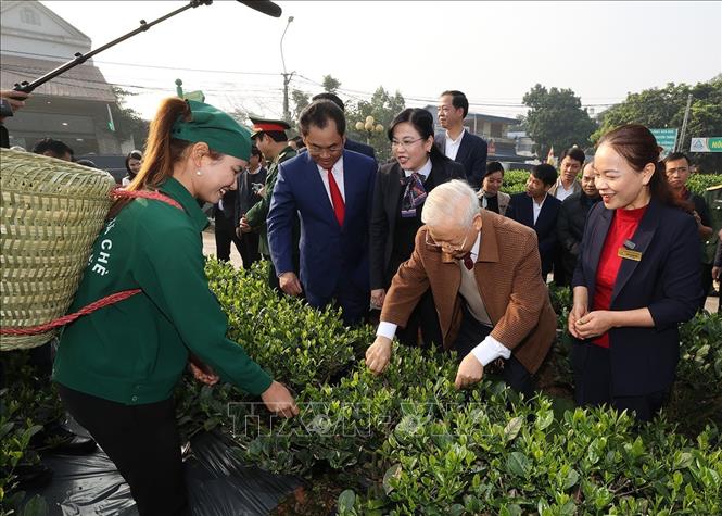 Tổng Bí thư Nguyễn Phú Trọng thăm vườn chè của Hợp tác xã Hảo Đạt, thành phố Thái Nguyên. Ảnh: Trí Dũng– TTXVN