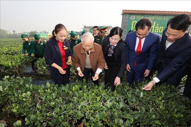 Tổng Bí thư Nguyễn Phú Trọng thăm vườn chè của Hợp tác xã Hảo Đạt, thành phố Thái Nguyên. Ảnh: Trí Dũng– TTXVN