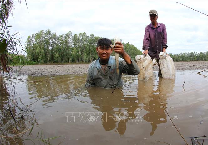 Trong ảnh: Cá lóc (cá quả) đồng sau hơn 3 tháng ruộng ngập lũ. Ảnh: Duy Khương - TTXVN