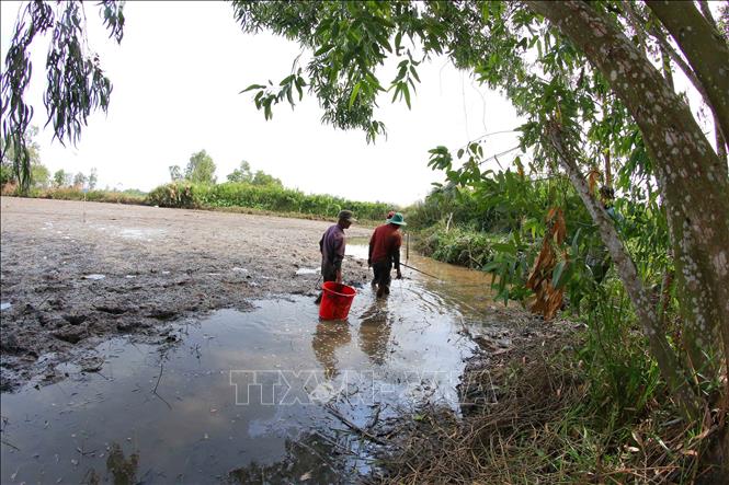 Trong ảnh: Bắt cá đồng sau hơn 3 tháng ruộng ngập lũ. Ảnh: Duy Khương - TTXVN