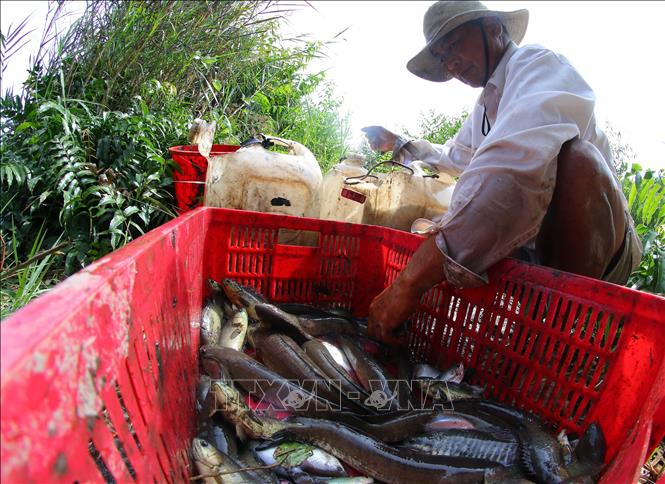 Trong ảnh: Cá đồng với đa dạng chủng loại sau hơn 3 tháng ruộng ngập lũ. Ảnh: Duy Khương - TTXVN