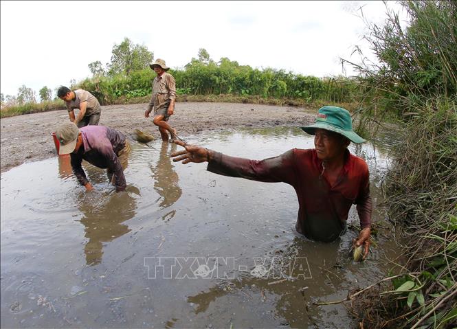 Trong ảnh: Bắt cá đồng sau hơn 3 tháng ruộng ngập lũ. Ảnh: Duy Khương - TTXVN