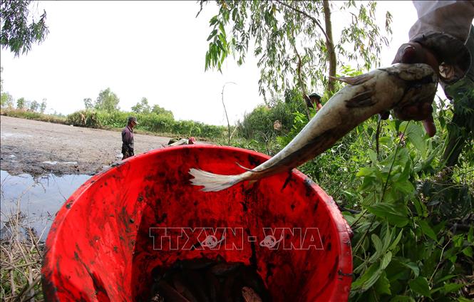 Trong ảnh: Cá lóc (cá quả) đồng sau hơn 3 tháng ruộng ngập lũ. Ảnh: Duy Khương - TTXVN